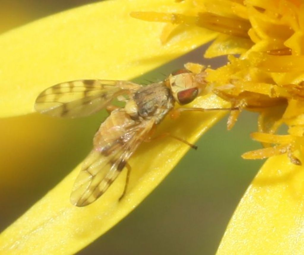 Myopites sp. maschio su Inula viscosa: Myopites cf. inulaedyssentericae